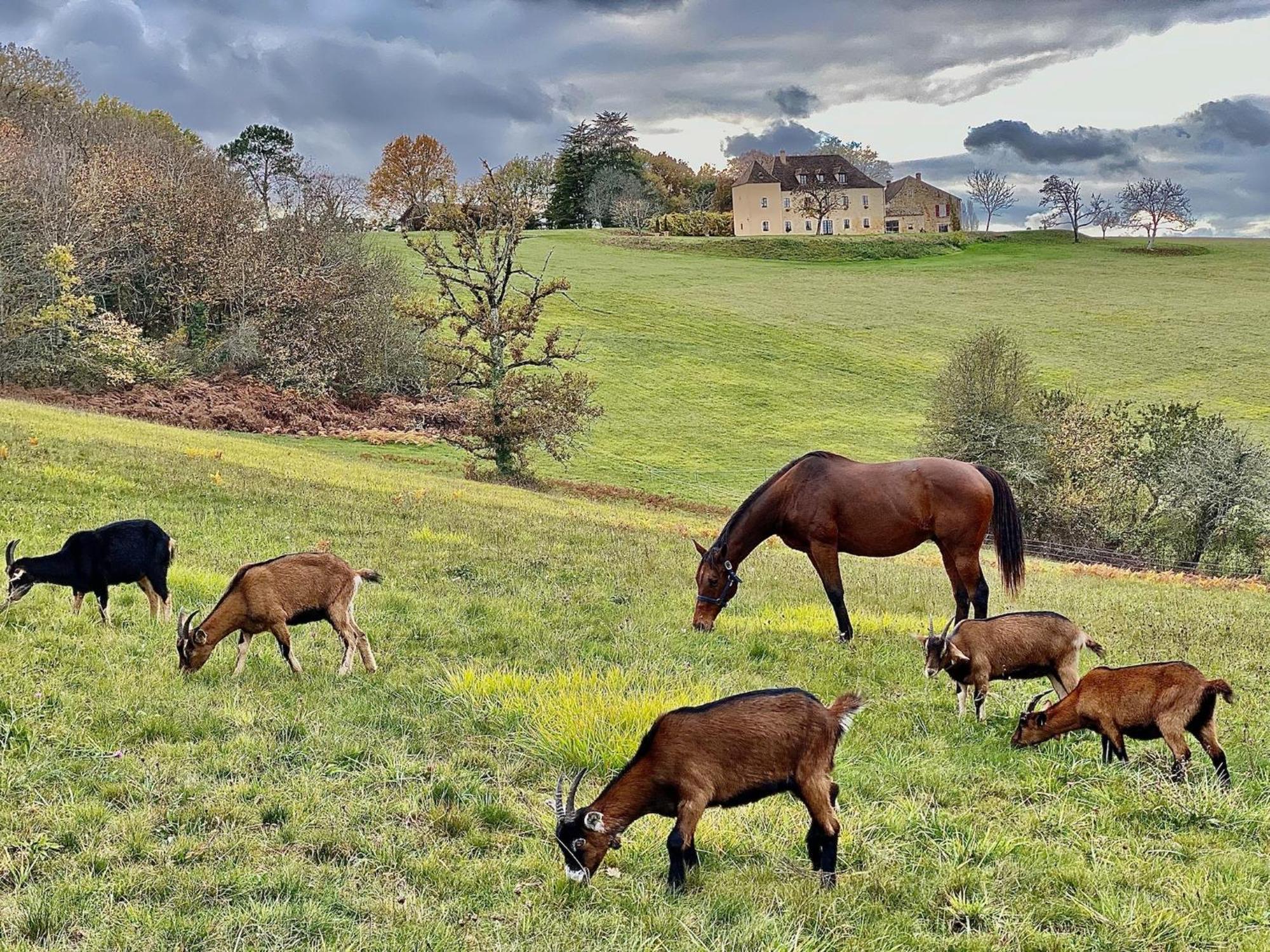 Domaine De Cazal - Chambres D'Hotes Avec Piscine Au Coeur De 26 Hectares De Nature Preservee Saint-Cyprien  Exteriér fotografie